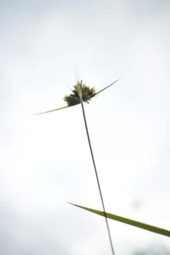 Blade of tall grass, low angle view Stock Photos