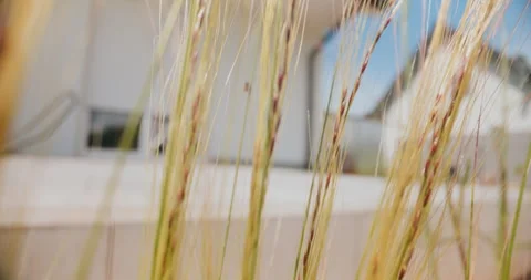 Blades of Bare Grass in the Garden Stock Footage 276808047