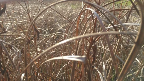 Blades of dried grass with sunlight Stock Footage 97086557