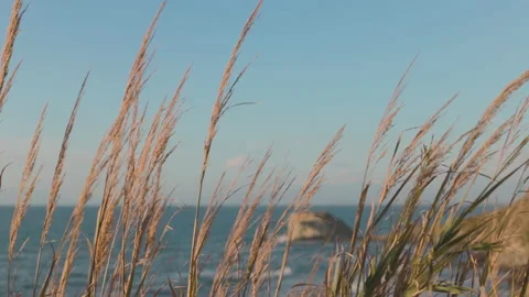 Blades of dry grass moved by the wind. Sea in the background Stock Footage 232894526