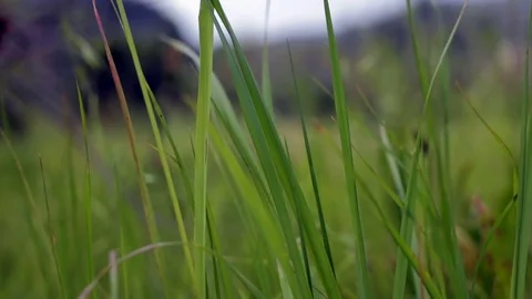 Blades of grass 01 스톡 동영상 75720377