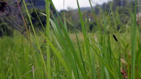 Blades of grass 02 스톡 동영상 75720458