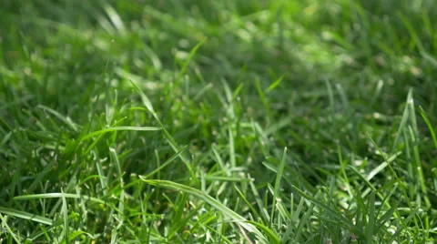 Blades of Grass (4K) Stock Footage 40747590