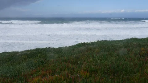 Blades of grass and moss blowing in the wind in front of a beach in Ericeira Stock Footage 102264819