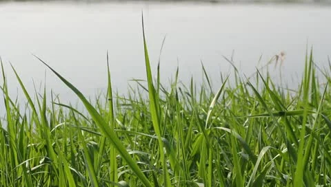 Blades of grass and river 스톡 동영상 10859824