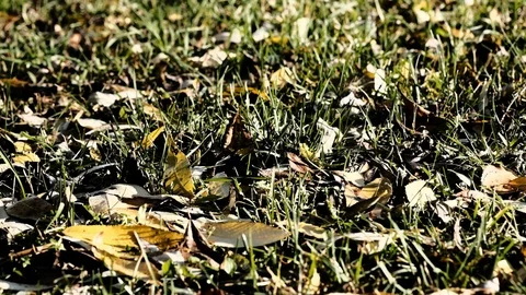 The blades of grass are swaying in the wind among the dry leaves Stock Footage 126533889