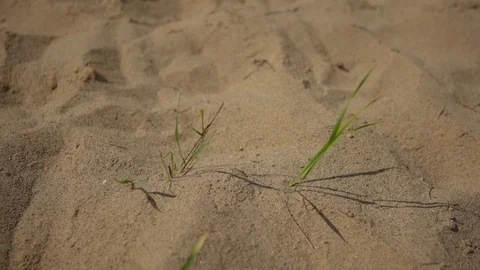 Blades of grass in beach sand Stock Footage 95638541