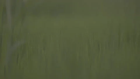 Blades of grass being focus at varying focal distances Stockbeeldmateriaal 251838673