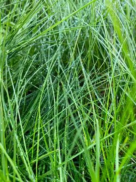 Blades of Grass in Blind Rain. Thin graceful blades of grass Stock Photos