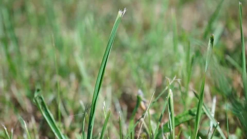 Blades of grass blow in the wind Stock Footage 116466842