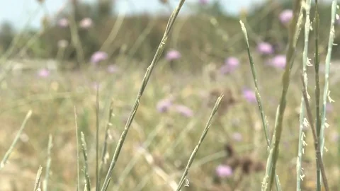 Blades of grass that blow with the wind Stock Footage