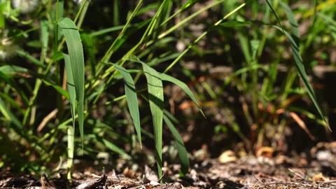 Blades of grass blow in the wind Stock Footage 284753726