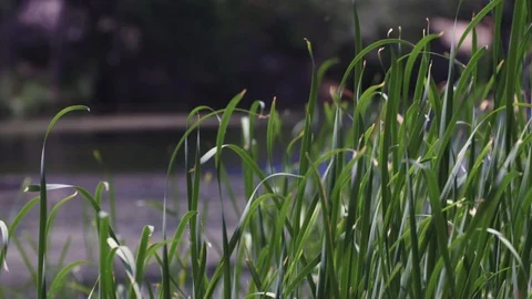 Blades of grass blow in the wind in front of a river Stock-Footage 91707130