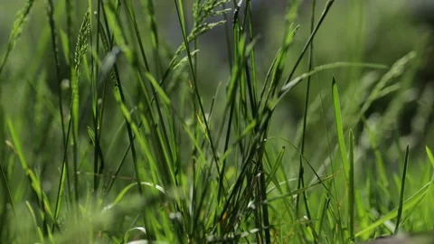Blades of grass blowing in the wind on blurred green background closeup. Stock Footage 133122396
