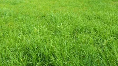 Blades of grass blowing in the wind, Close up of Green Clover Swaying in the Win Stock Footage 118536905