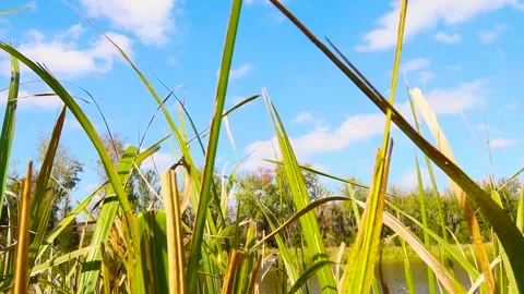 Blades of grass blowing in the wind on a sunny day Stock Footage 143165692