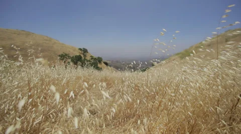 Blades of Grass Blowing in Wind &amp; wide shot of Rolling Hills Stockbeeldmateriaal 31743934