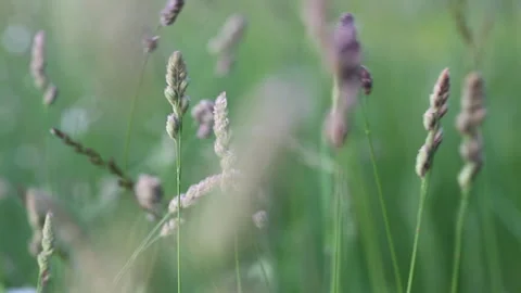 Blades of grass blown by the wind on the field macro Stock Footage 242939072