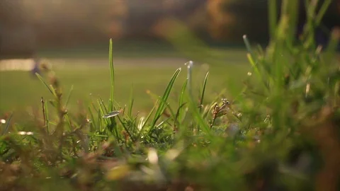 Blades of grass close up in sunlight Stock Footage 125219590