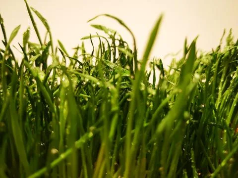 Blades of grass covered with dew Stock Photos