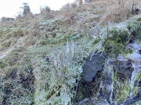 Blades of grass covered in thick clear glaze ice formed by freezing rain Stock Photos