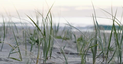 Blades of grass with droplets of dew in the sand on a beach with the ocean visib Video stock 199461012