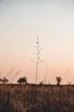 Blades of Grass during sunset Stock Photos