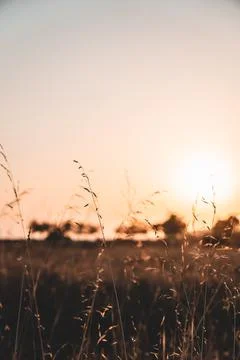 Blades of Grass during sunset Stock Photos