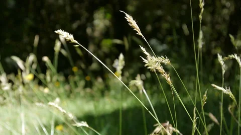 Blades of grass Stock Footage 30329564