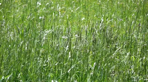 Blades of grass Stock Footage 39659851