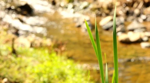 Blades of grass Stock Footage 40907108