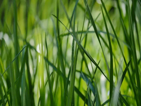 Blades of grass Video stock 74350879