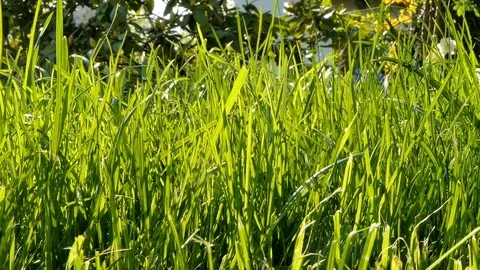 Blades of grass Video stock 89380643