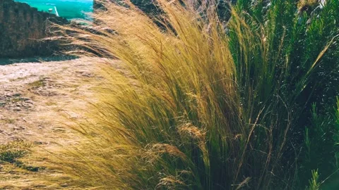 Blades of grass Stock Footage 132992868
