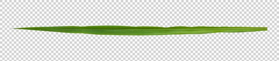 Blades of grass isolated 스톡 일러스트