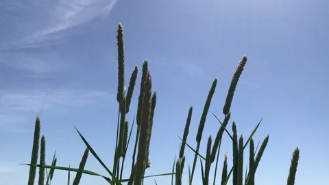 Blades of Grass Moved by the Wind under the Blue Sky Stock Footage 331940146