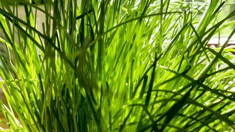 Blades of Grass Moving in Time-Lapse Stock Footage 121223796