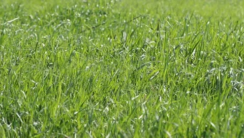 Blades of grass moving in the wind 스톡 동영상 10859882