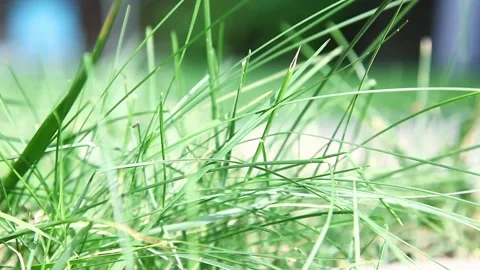 Blades of grass moving in the wind Видео 157504824