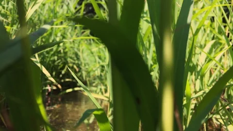 Blades of grass in the park pond Stock Footage 120519227