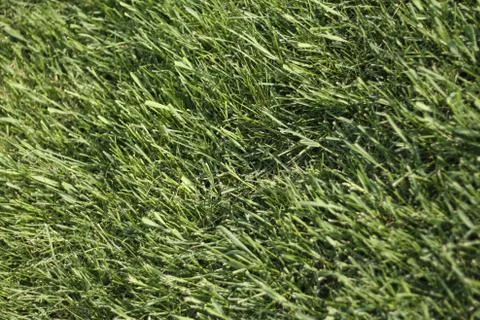 Blades of Grass Stock Photos
