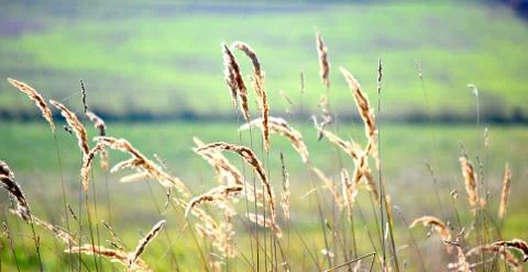 Blades of grass 스톡 사진