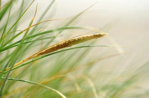 Blades of grass Stock Photos