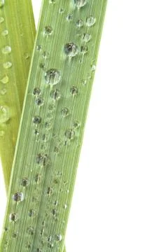 Blades of grass Stock Photos