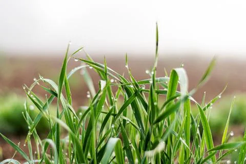 Blades of grass Stock Photos