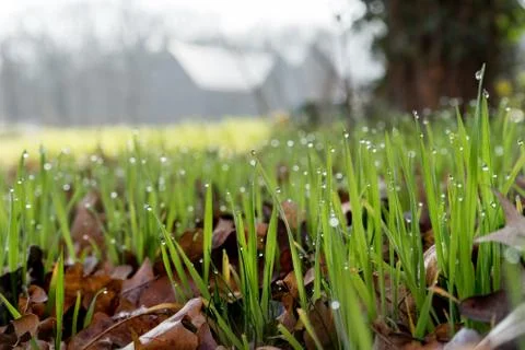 Blades of grass Stock Photos