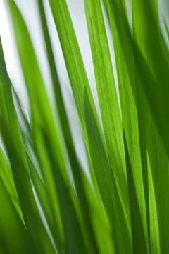 Blades of Grass Stock Photos