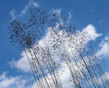 The blades of grass Stock Photos
