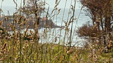 Blades of Grass by the Sea Stock Footage 279505494