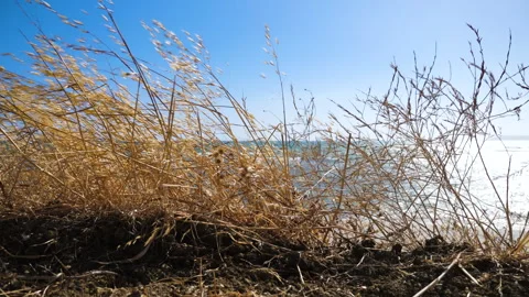 Blades of grass at the sea Stock Footage 282458767